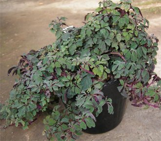Mikania dentata Микания зубчатая