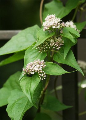 Mikania scandens Микания ползучая