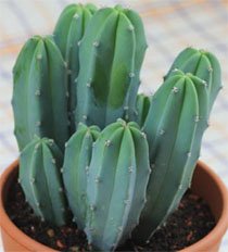 Myrtillocactus geometrizans Миртиллокактус геометрический