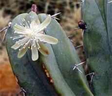 Myrtillocactus geometrizans1 Миртиллокактус геометрический