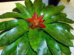 Nidularium fulgens Нидуляриум блестящий