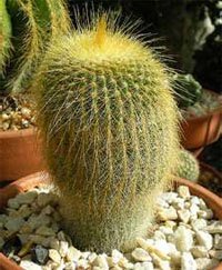 Notocactus leninghausii Нотокактус Ленингхауза