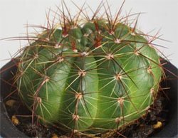 Notocactus ottonis Нотокактус Отто