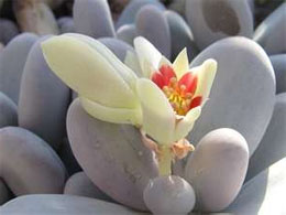 Pachyphytum oviferum Пахифитум