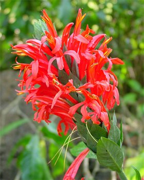 Pachystachys coccinea Pachystachys coccinea