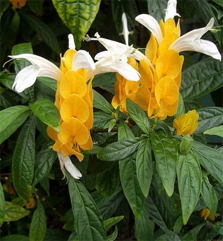 Pachystachys lutea Пахистахис жёлтый (Pachystachys lutea)