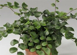 Pellaea rotundifolia Пеллея круглолистная
