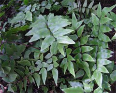 Pellaea viridis Пеллея зеленая