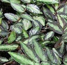 Pellionia daveauana Пеллиония Даво