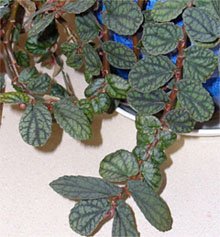 Pellionia pulchra Пеллиония прекрасная