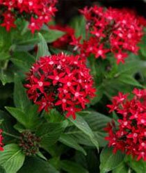 Pentas lanceolata Пентас ланцетовидный