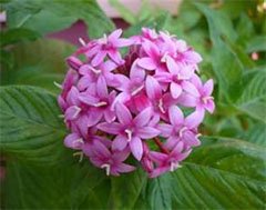 Pentas lanceolata