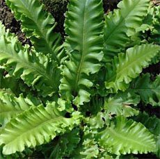 Phyllitis scolopendrium crispum Листовик сколопендровый