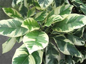 Pisonia umbellifera variegata Пизония зонтичная
