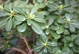 Pittosporum tobira Питтоспорум тобира
