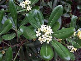 Pittosporum tobira Питтоспорум тобира