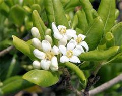 Pittosporum