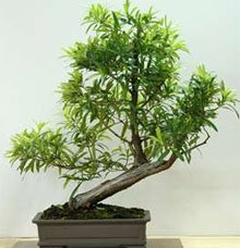Podocarpus bonsai Ногоплодник бонсай
