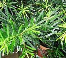 Podocarpus macrophyllus Подокарпус крупнолистный