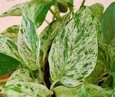 Pothos aureus Marble Queen Потос золотистый