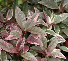 Pseuderanthemum atropurpureum Псевдэрантемум тёмно-багряный