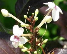 Pseuderanthemum Псевдэрантемум