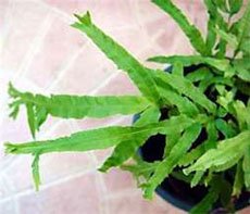 Pteris cretica alexandrae