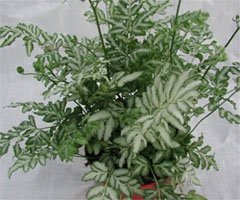 Pteris ensiformis victoriae Птерис мечевидный