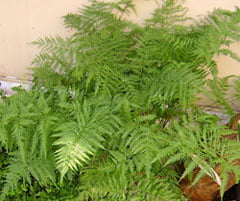 Pteris tremula Птерис ленточный