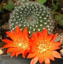 Rebutia minuscula Ребюция крошечная