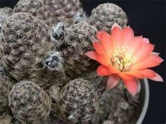 Rebutia pygmaea