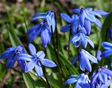 Scilla siberica