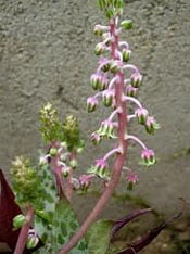 Scilla violacea
