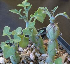 Kleinia articulatus Клейния членистая