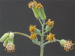 Senecio articulatus1 Крестовник членистый