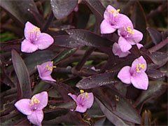 Setcreasea purpurea Сеткреазия пурпурная