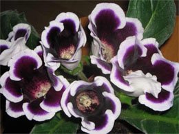 Sinningia speciosa Синнингия прекрасная