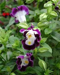Torenia fournieri Торения Фурнье