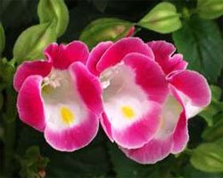 Torenia fournieri