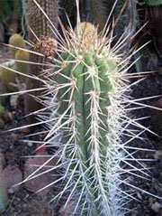 Trichocereus chilensis Трихоцереус