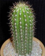 Trichocereus spachianus Трихоцереус