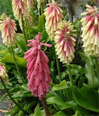 Veltheimia capensis Вельтгеймия капская