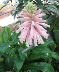 Veltheimia viridifolia Вельтгеймия зеленоцветковая