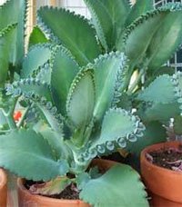 Bryophyllum daigremontianum Бриофиллум Дегремона