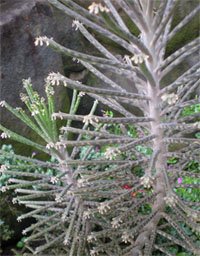 Bryophyllum tubiflorum Бриофиллум трубкоцветнный