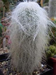 Cephalocereus senilis Цефалоцереус старческий