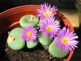 Conophytum pearsonii
