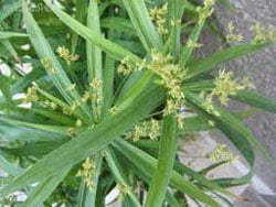 Cyperus diffusus Циперус раскидистый