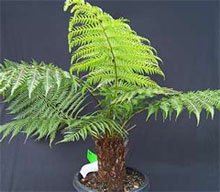 Dicksonia antarctica Диксония антарктическая