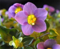Exacum